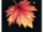 Katoan Leaf