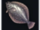 Morphling Flounder