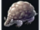 Rock Armadillo