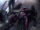 Skell