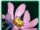 Sekka Cosmos