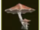 Sibercaseras Mushroom