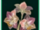 Sleeping Amaryllis