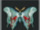 Tenacious Moth