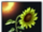 Timid Sunflower